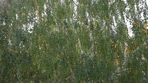 Венок из пшеничных колосьев