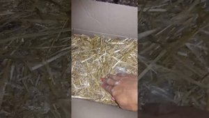 Перепелиные яйца. Отправка Н.П. как упаковываю и пересылаю