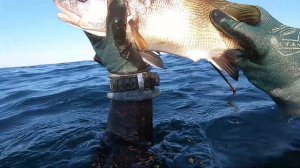 Подводен риболов със Salvimar ARES 85 см