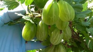 ТЕЛЕГРАФ - крыжовник из Англии.