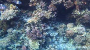Коралловый риф отеля REEF OASIS BLUE BAY, Египет 2022. Снорклинг. Coral Reef 10-min RELAX. Egypt