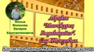 Абрикос "Манчжурец Выдающийся". Сад Железовых.