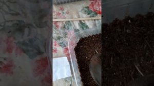 посев семян розы полиантовой  , герберы , азарины ??☘?☘