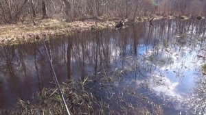 Рыбалка на болонскую удочку. Плотва в ручье! Апрель 2021 г. Bolognese fishing. April 2021.