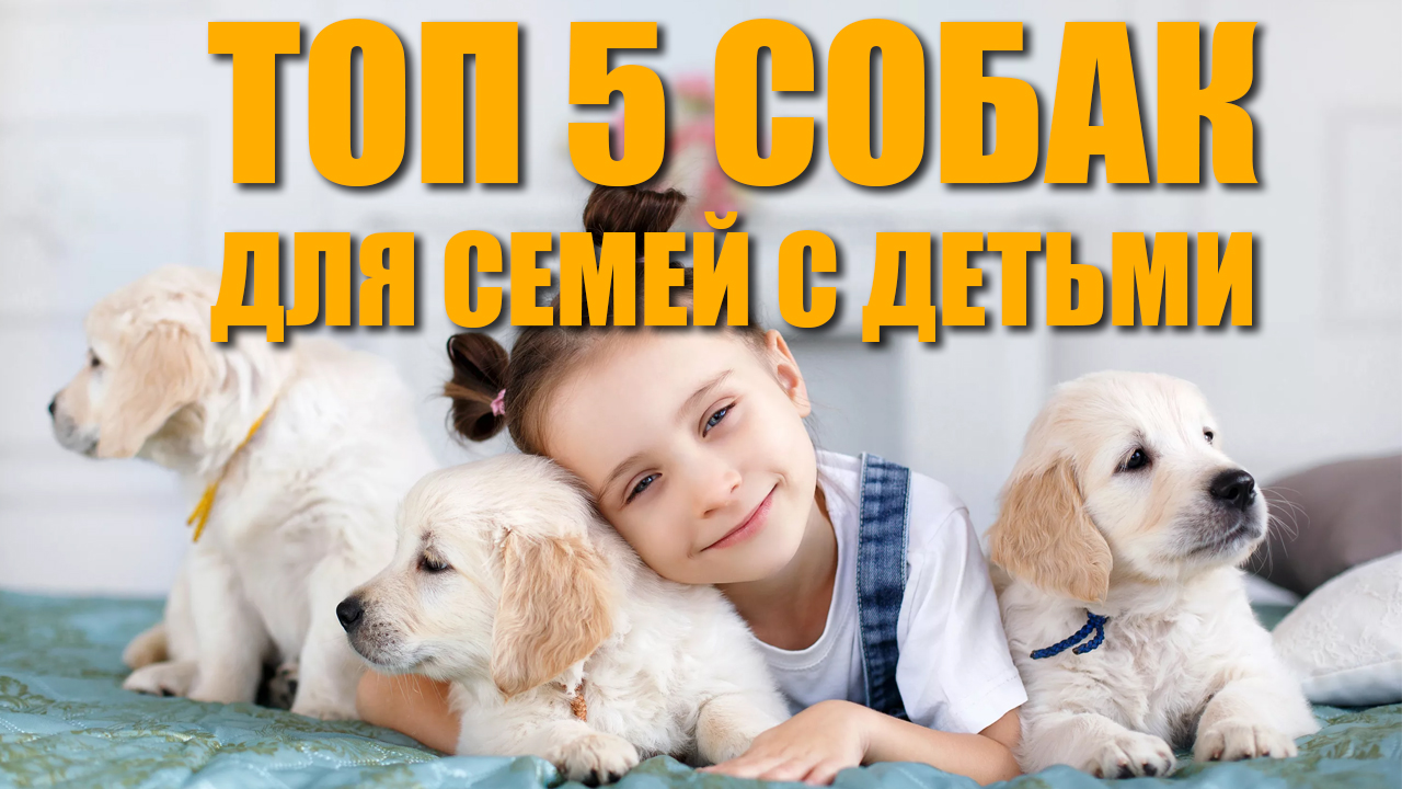 Лучшие породы собак для детей. ТОП 5