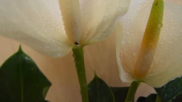 Антуриум "Кокoc", Новоуральск, http://neskuchnyj-sad.tiu.ru/ смотреть онлайн