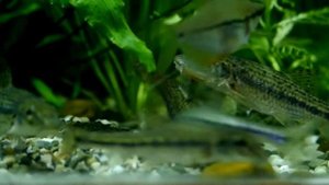 Пескари в аквариуме