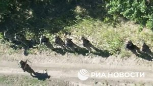 Небольшая колонна пленных хохлов.  Опять)