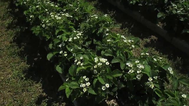 Обордюренные грядки