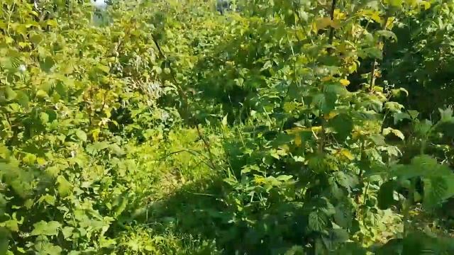 Эксперимент: Борьба с кротами уайт-спиритом. Как вырастить грибы на участке. смотреть онлайн