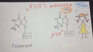 Транскрипция. Как защищается РНК. Биохимия