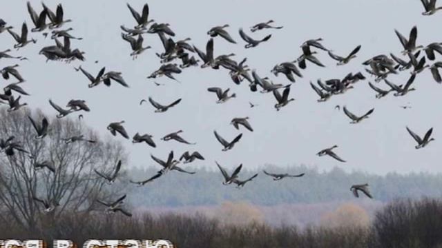 Возвращение журавлей смотреть онлайн