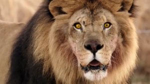 Зверинец / Zoo (2015) Русский трейлер (Сезон 1)