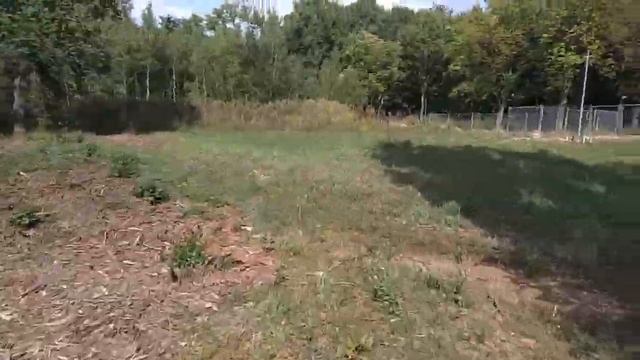 Карл-Маркс-Штадт.Германия. Надписи на деревьях.Плац 80847 смотреть онлайн