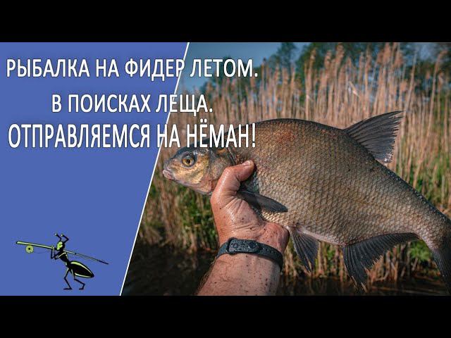 Как ловить леща летом на фидер. Оснастка на фидер для ловли леща на течении. Оснастка фидерной удочки с кормушкой. Как ловить леща летом на фидер. Как ловить леща летом на фидер.