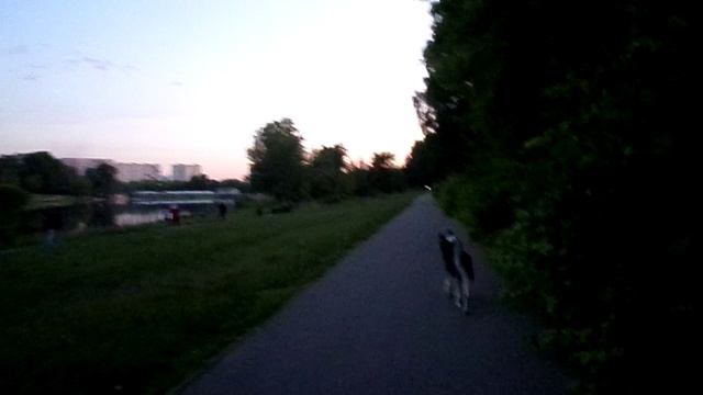 Прогулка с Псом