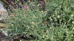 Growing Flowers for drying