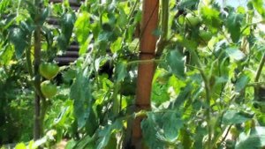 Томат Косово самый вкусный из розовоплодных и сердцевидных