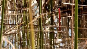 Карповая поклёвка на гусиный поплавок