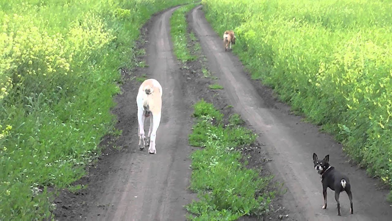 Наши Сибирские просторы..