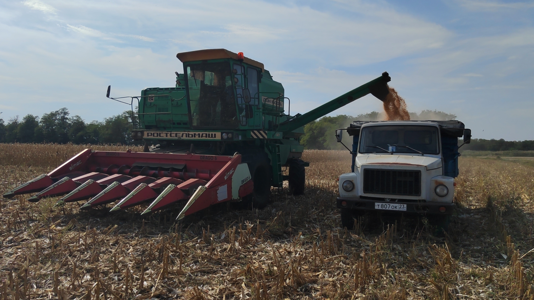 Уборка Неурожая кукурузы 2024!