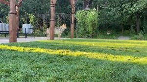 Два Ирландских волкодава против двух Волков