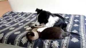 Бордер-колли Милки и тайский кот Мока 2