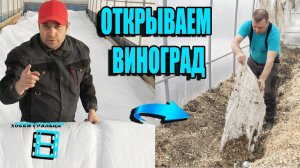 КОГДА ОТКРЫВАТЬ ВИНОГРАД ПОСЛЕ ЗИМОВКИ? СЕВЕРНЫЙ ВИНОГРАДНИК 5-21. ВИНОГРАД В ТЕПЛИЦЕ