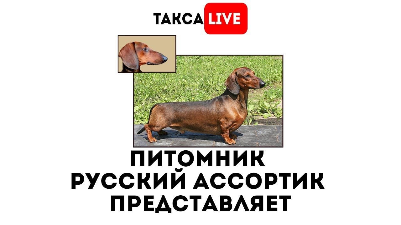 Купить Таксу Щенка В Спб С Питомника