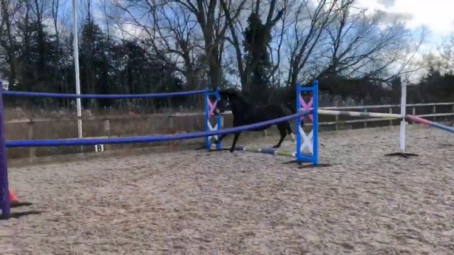 Unnamed 16hh 4yr old mare **FOR SALE** смотреть онлайн