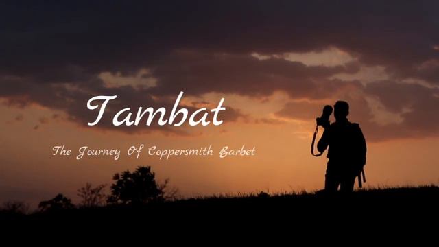 |Tambat-The Story Of Coppersmith Barbet|तांबट-एक कथा आजाद पक्षी की|(Documentary Film)| смотреть онлайн