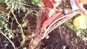Уборка картофеля самодельным минитрактом переломка