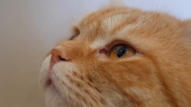 Трёхлапый кот пришел за помощью к людям, но такого он не ожидал...
