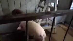 утепление крыши свинарника пенополистиролом