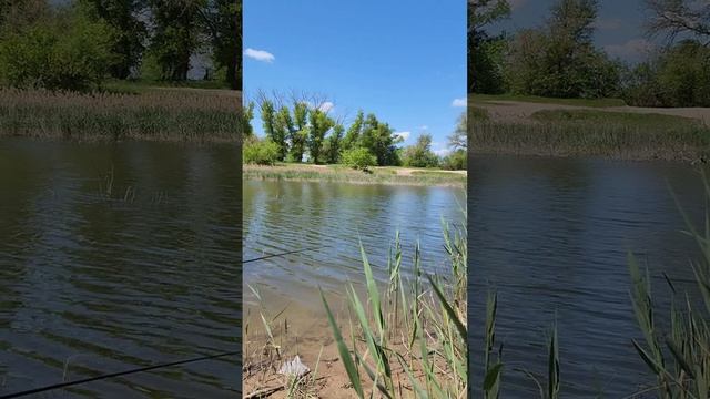 Рыбалка в Крыму. Северо-Крымский канал.Караси на поплавок.Два часа Удовольствия.