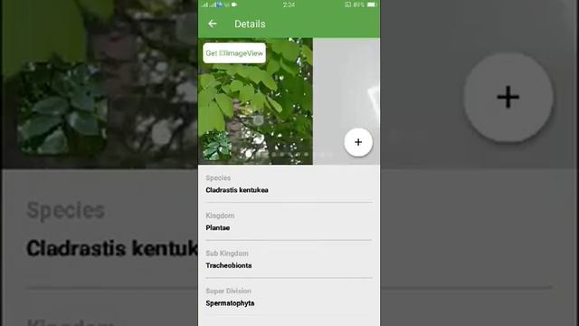 PlantSnap identifies a Kentucky Yellowwood (Cladrastis kentukea)