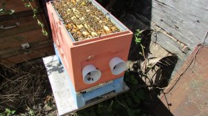 25 июня 2022 года   отсаживаю плодную матку в отводок из 6 рамочного улья и ставлю прививочные рамки