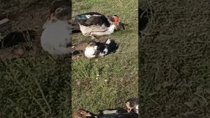 Индоутак спаривается с простой уткой