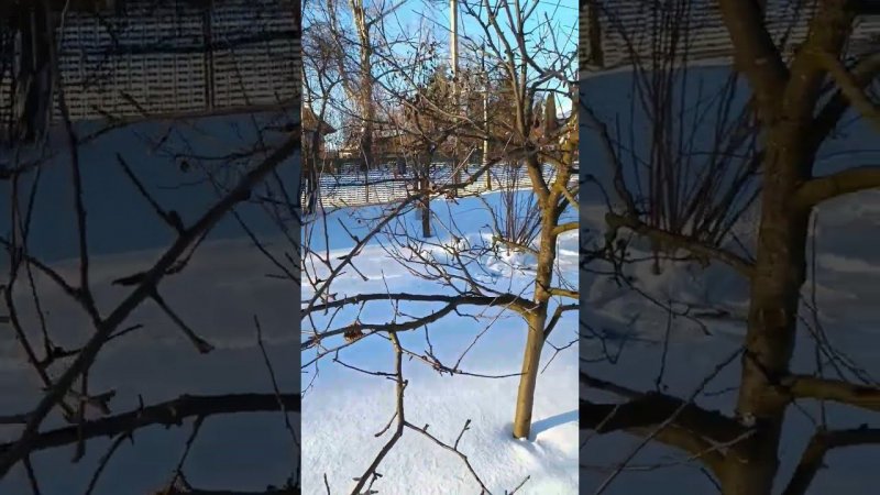 Гнилые яблочки до сих пор ещё висят и на Крещение Господне, я думаю, висеть ещё будут. Дачные будни.