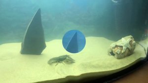 ЗАПУСКАЕМ РЕЧНОГО РАКА В АКВАРИУМ!!!