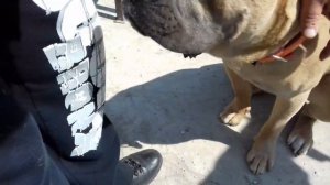 Кони Корса.