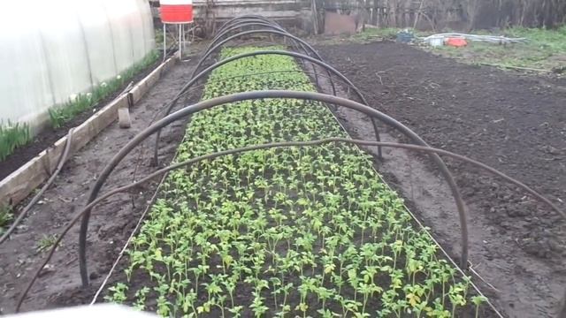 КАК УСТАНАВЛИВАЮ ДУГИ НАД ТОННЕЛЯМИ С РАССАДОЙ. Ольга Чернова. смотреть онлайн