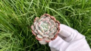 Echeveria Viyant