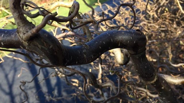 Corkscrew Hazel (Corylus avellana 'Contorta') - branches close up - March 2018 смотреть онлайн