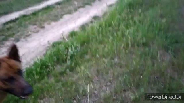 НЕМЕЦКАЯ ОВЧАРКА/КАК НАУЧИТЬ ОВЧАРКУ/ КОМАНДЕ ЖДИ ИЛИ ВЫДЕРЖКА/ПРОГУЛКА НА КАРАНТИНЕ/