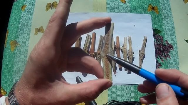 Как зреет Лоза. 5(пять) простых Способов определения