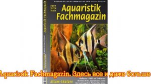 10 лучших аквариумов с альтумами (а также описание и видео с места их обитания)