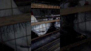 ждём крупное яйцо от леггорн долматинец.