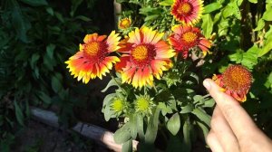 НЕВЕРОЯТНО ЯРКИЕ ЦВЕТЫ! ГАЙЛАРДИЯ АРИЗОНА САН.