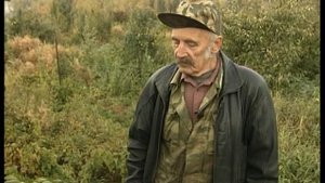 Аралия маньчжурская: описание и свойства